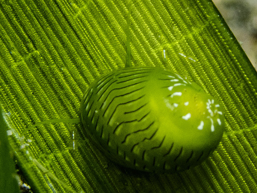 Smaragdia viridis